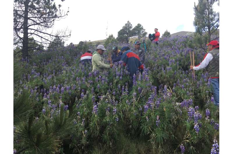 Scientists create new overwintering sites for monarch butterflies on a warming planet