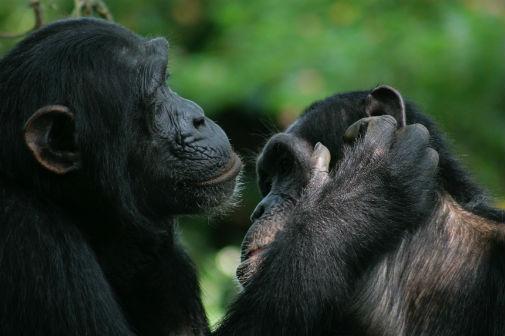 Chimpanzees and bonobos use gestures to initiate and change positions during grooming