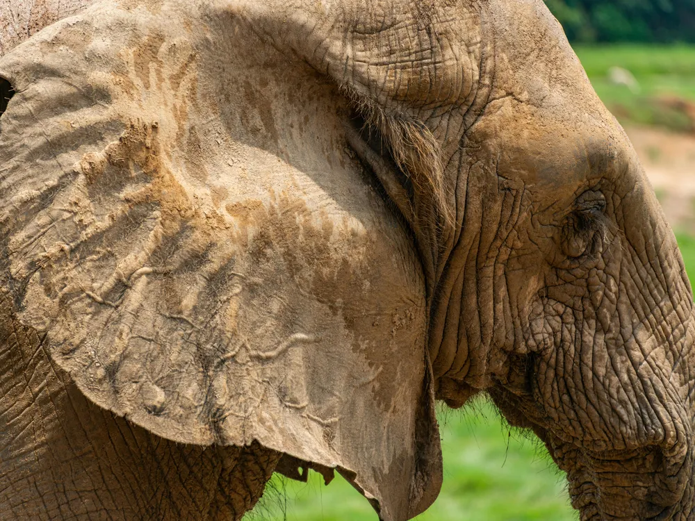 Close-up view of an elephant's ear