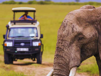 The growing craze for wildlife tourism in India: A journey into nature’s heart