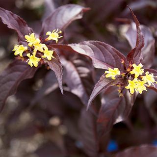 Firefly™ Nightglow™ Bush Honeysuckle