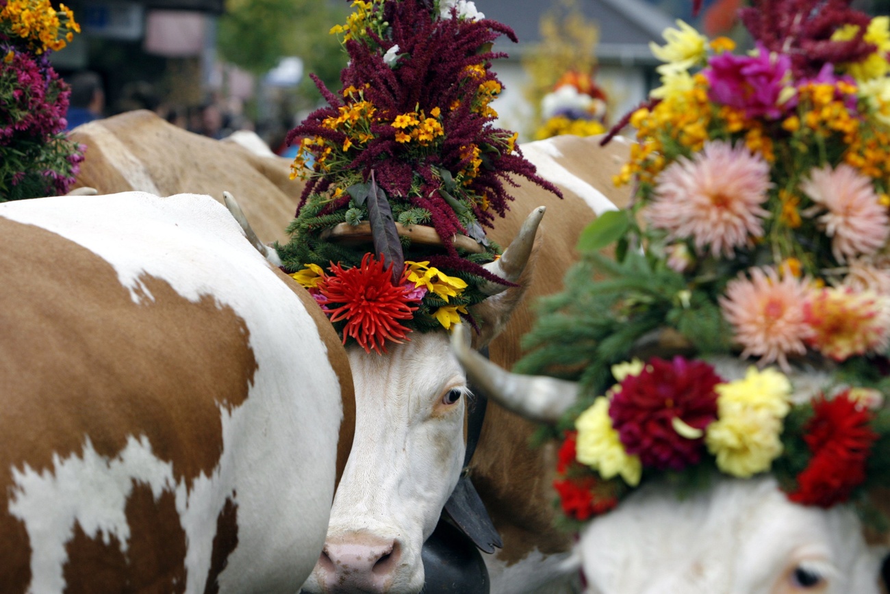 Cows