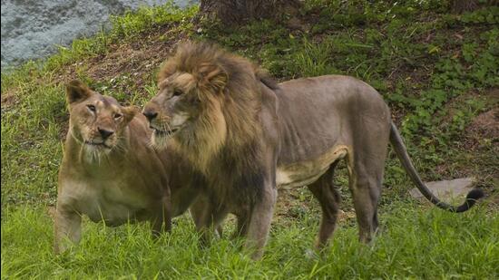 A pair of Asiatic lion and lioness, seen in their enclosure on a hot summer day, at Sarthana Nature Park in Surat, India. (PTI)