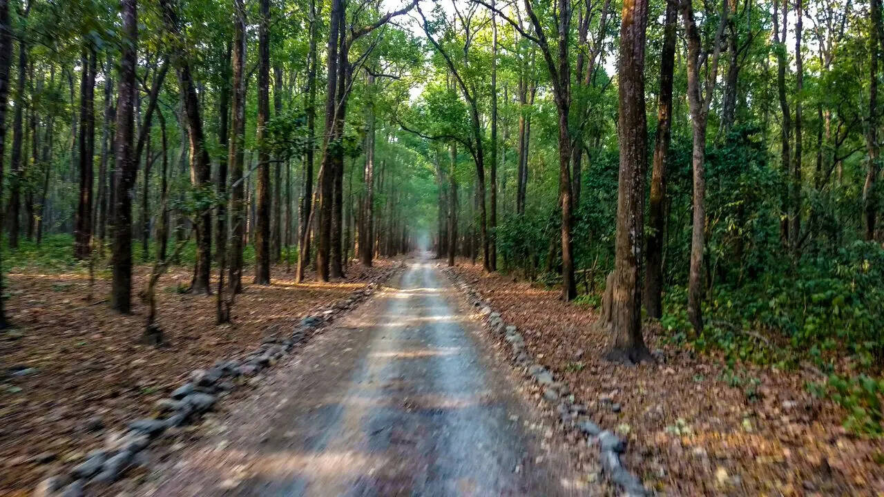 Buffer zones are forest areas surrounding the core zones of a national park or tiger reserve