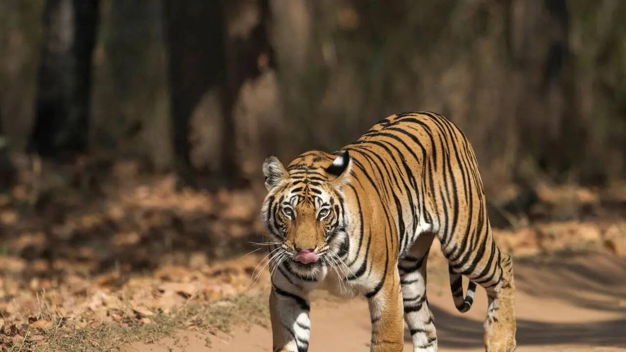 Bandhavgarh National Park Madhya Pradesh