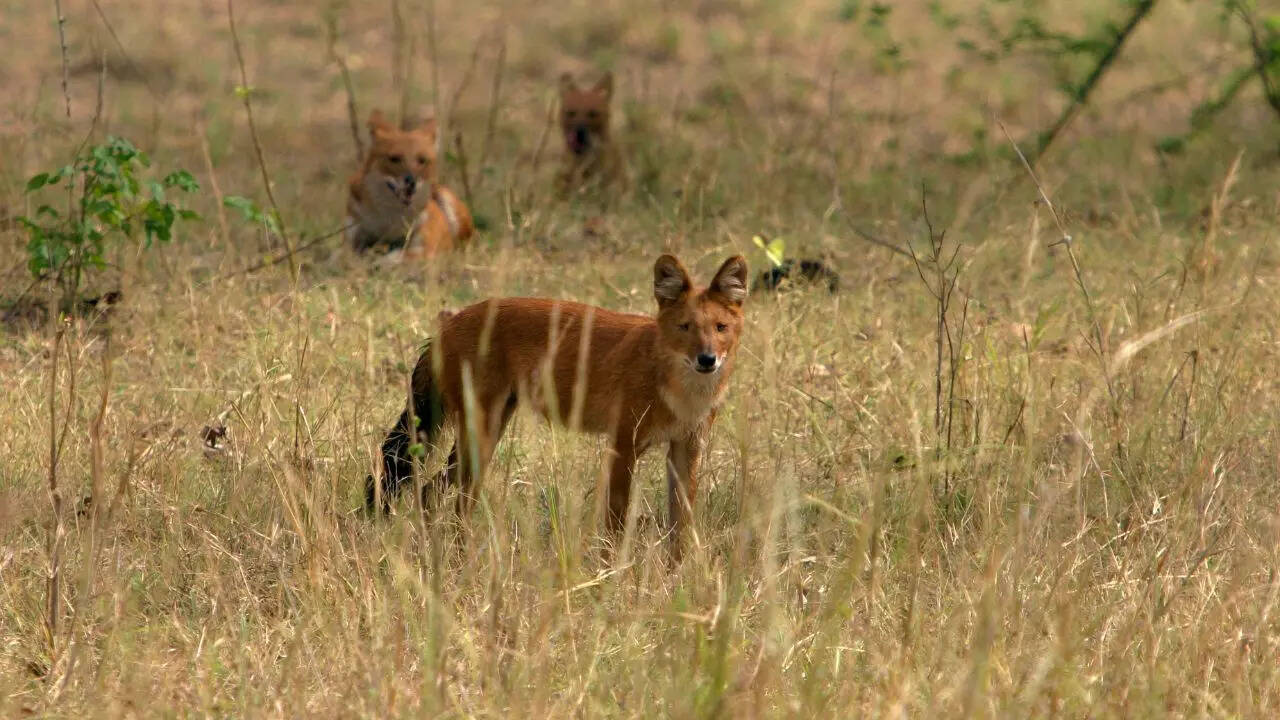 Kanha National Park Madhya Pradesh