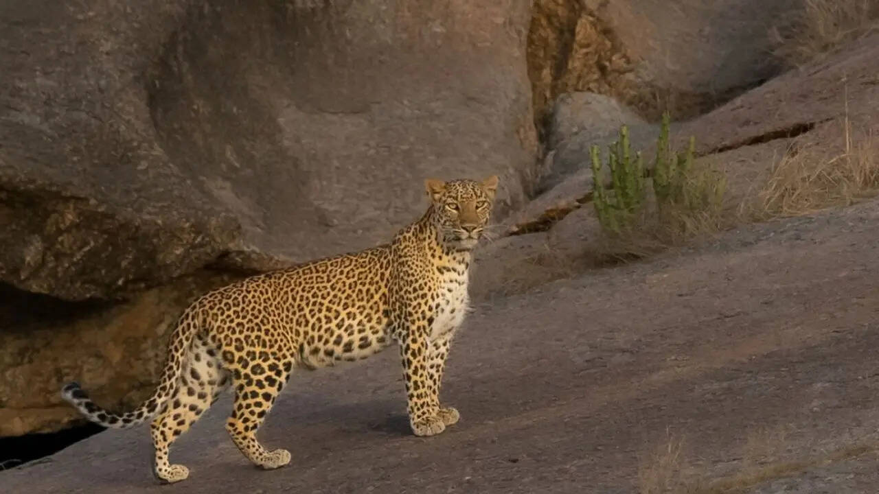Leopards and Rabaris coexist in Jawai Credit iStock