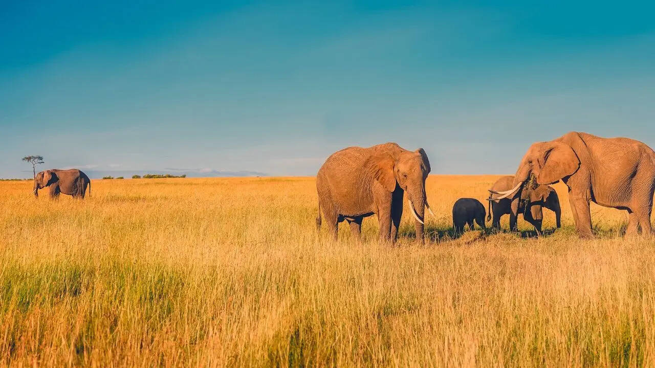South Africa Cuts Visa Time To 3 Days For Group Tours
