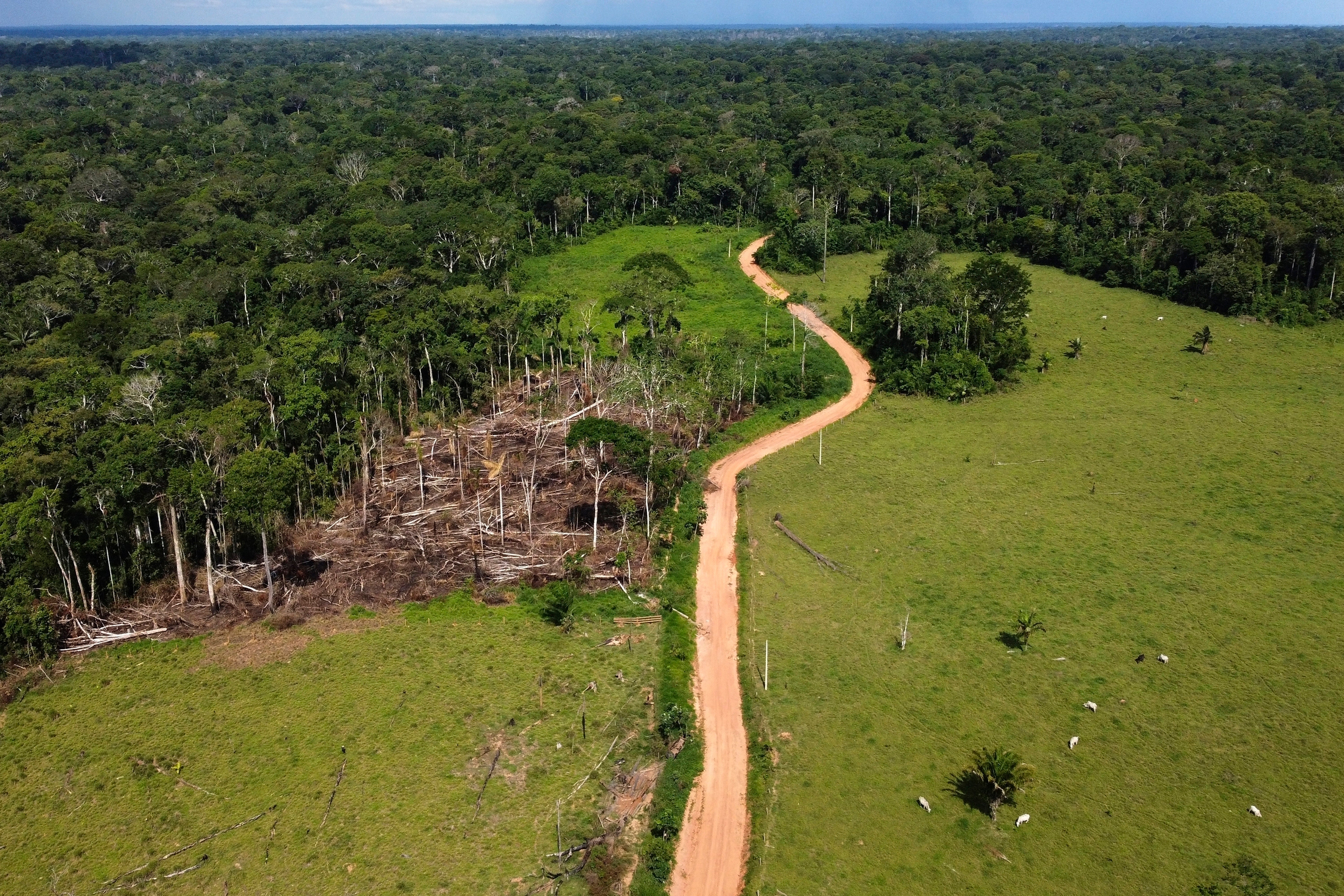File image: Habitat loss and expanding roads into less degraded areas reduce the buffer natural habitats create from humans