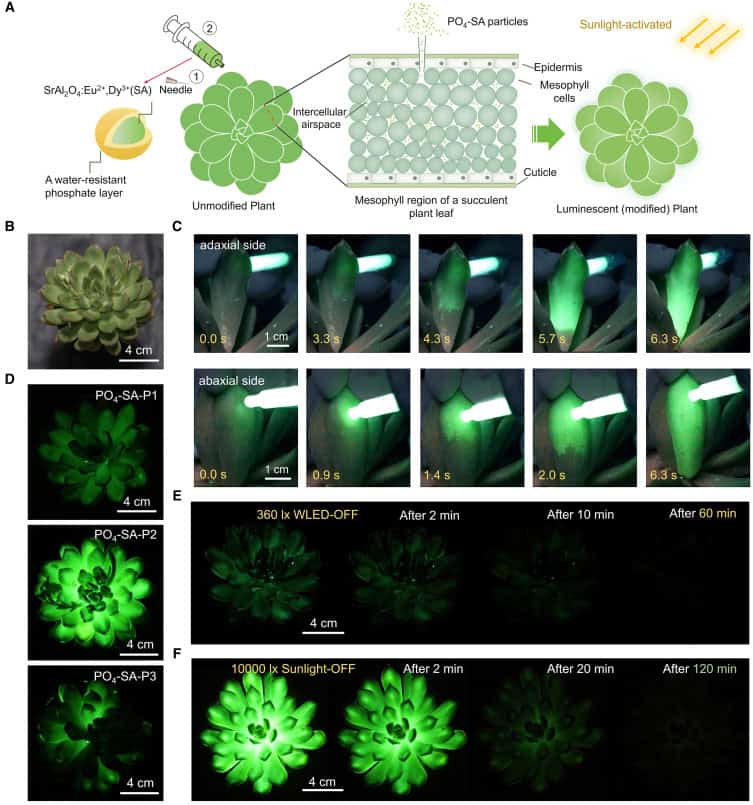Images showing how long the plants glowed for and how different applications affected the glow