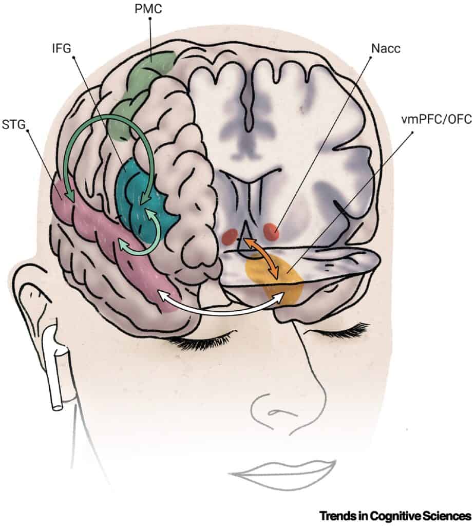Diagram showing the path of music response in the brain