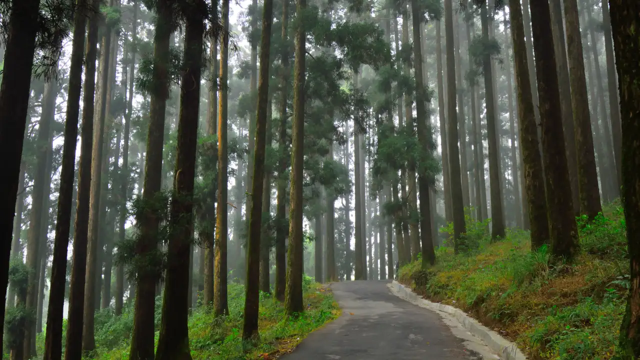 Dow Hill West Bengal Dow Hill West Bengal