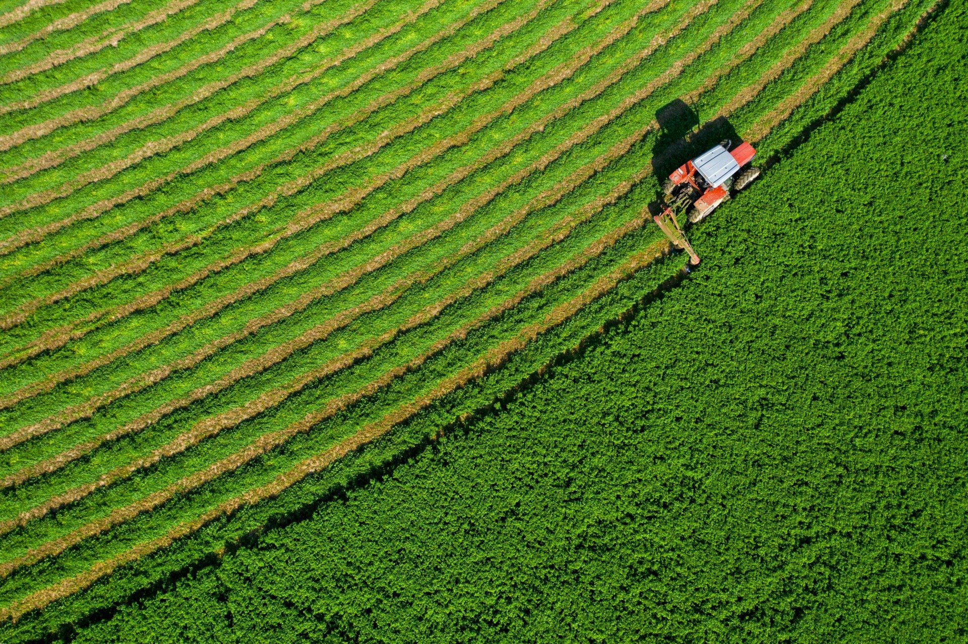 a bird's-eye-view of a tractor harvesting alfalfa