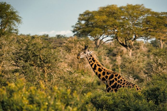How artificial intelligence could help protect wildlife, animals and fragile How artificial intelligence could help protect wildlife, animals and fragile ecosystems