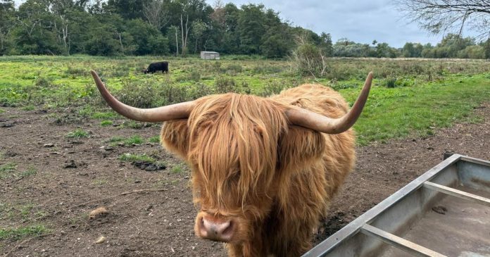 TikTok Highland cows to stay at Taverham Mill for longer TikTok Highland cows to stay at Taverham Mill for longer