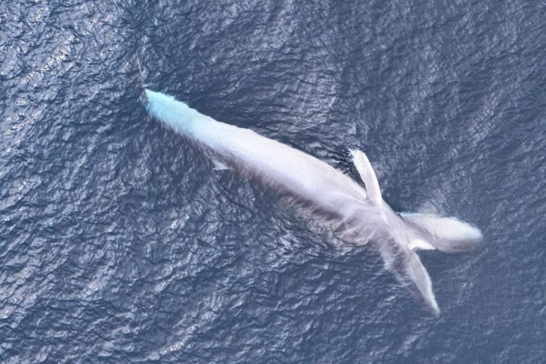 “Scientists are unsure how many exist or how rare they are.” Drone captures elusive animal the length of a shipping container hunting in Indonesia Omura