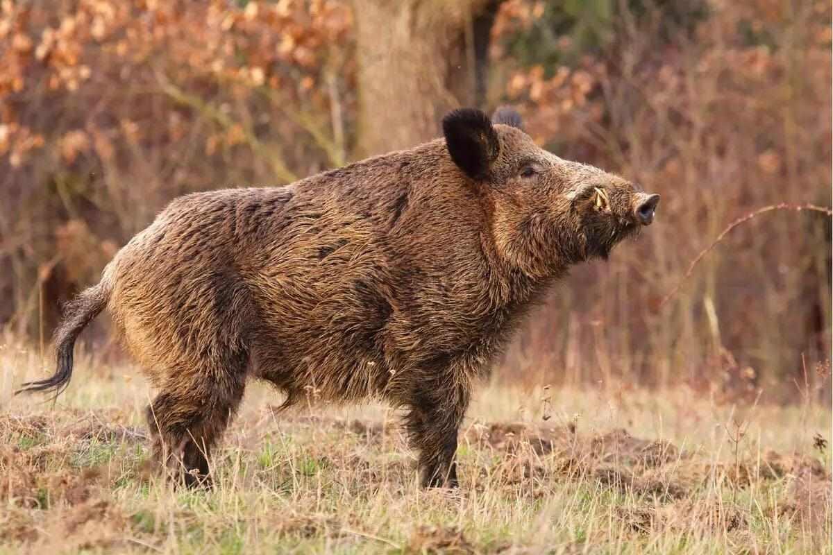 Speaking Swine: How to Understand Hog Body Language - Petersen's Hunting Speaking Swine: How to Understand Hog Body Language - Petersen's Hunting