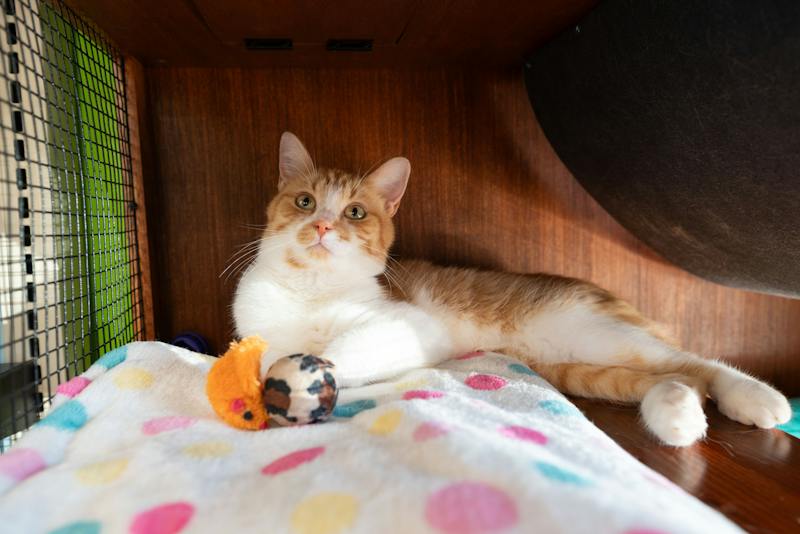 Cat Video Fest to premiere at Athena Cinema