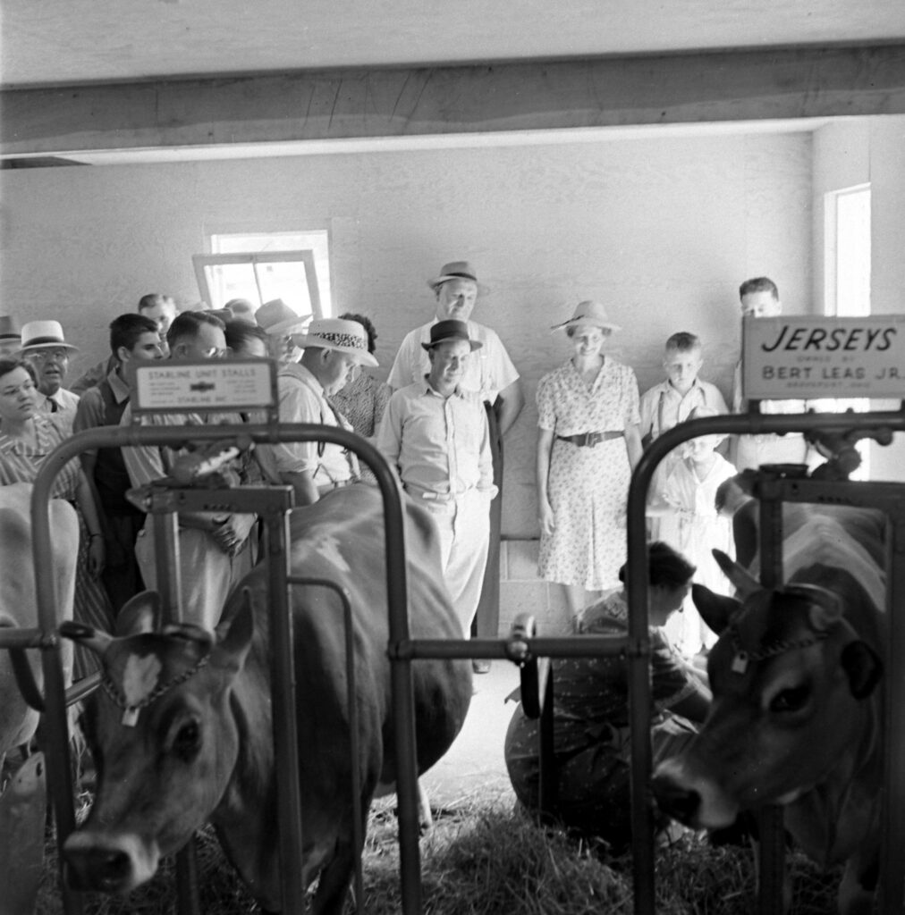 The Engels, selected as Ohio's most typical farm family through a newspaper contest, performed chores in front of onlookers at the Ohio state fair, 1941.