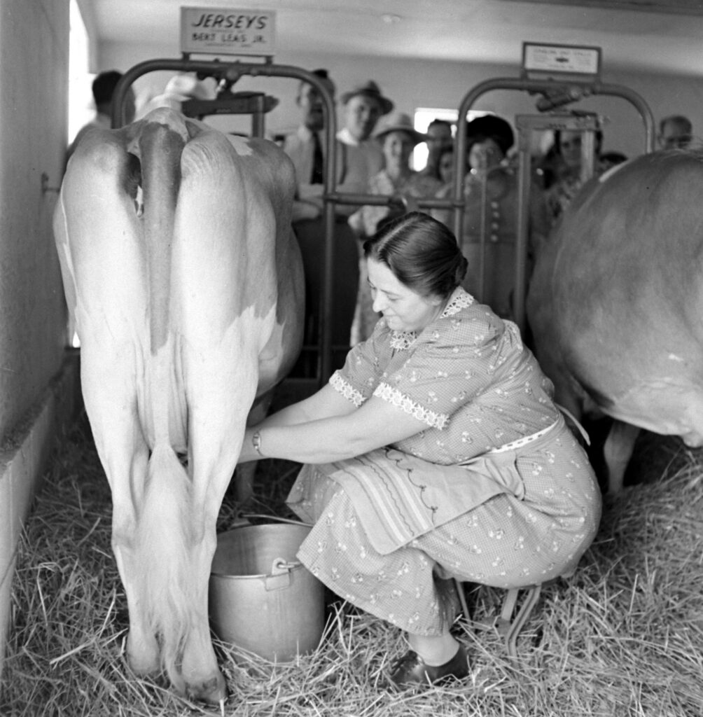 The Engels, selected as Ohio's most typical farm family through a newspaper contest, performed chores in front of onlookers at the Ohio state fair, 1941.