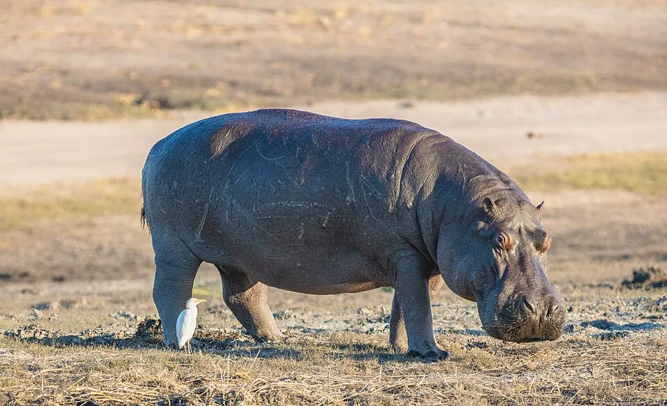 Hippos, TikTok and the heart of darkness Hippos, TikTok and the heart of darkness