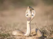 One species, two lineages: Why Sri Lanka’s spectacled cobra differs genetically from Indian variant