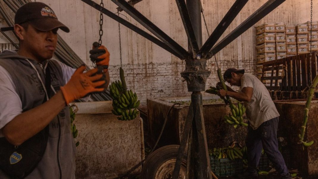 Workers cut bananas during a harvest at a farm in Orán, Argentina.