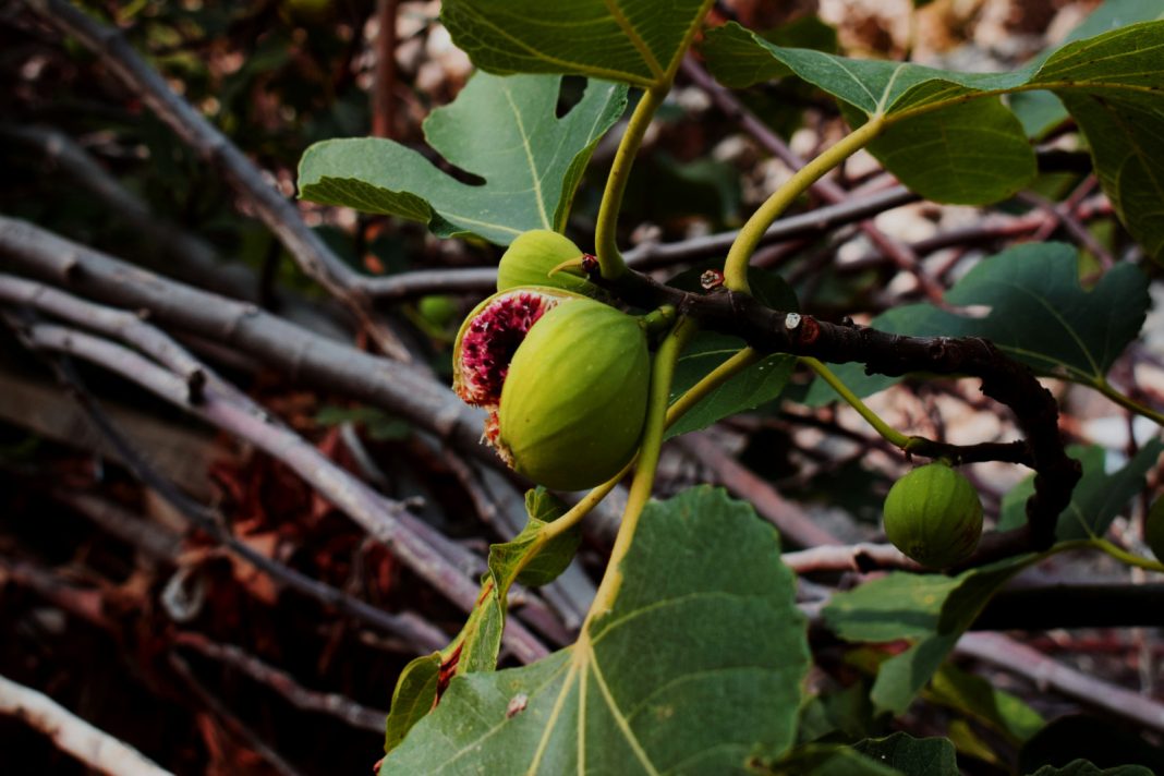 What the viral Sylvia Plath fig tree trend gets wrong about ‘The Bell Jar’ Green figs on a branch, one split open to reveal its vibrant red interior, symbolizing life