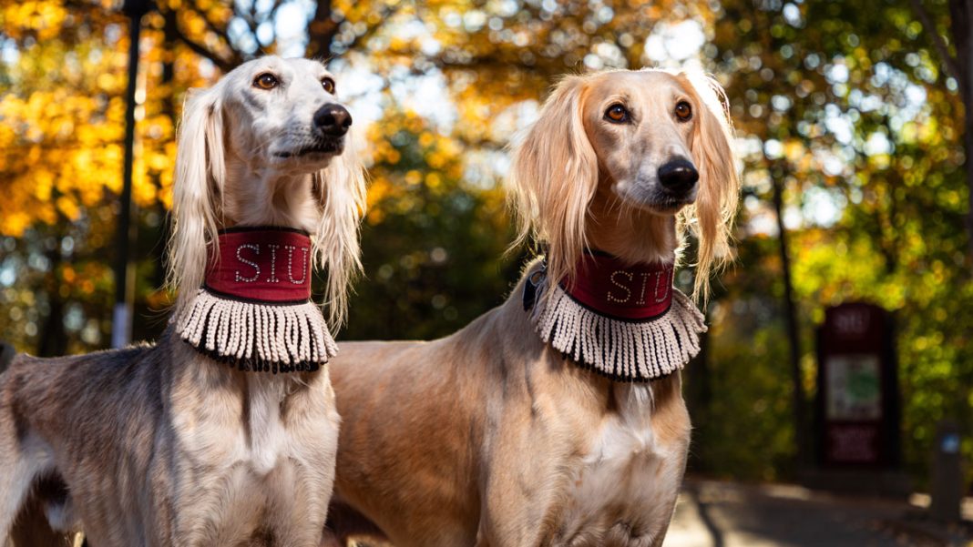 Two Saluki dogs. They are wearing fringed collars that say SIU.